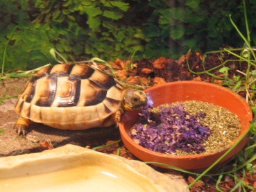 Wilde Malven Blüten geschnitten 250g