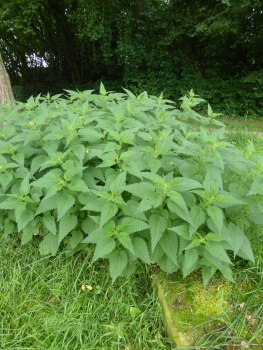 Große Brennessel 5g  (Urtica dioica)