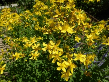 Echtes Johanniskraut 2g  (Hypericum perforatum)