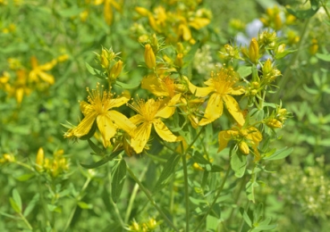 Echtes Johanniskraut 2g  (Hypericum perforatum)