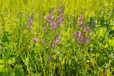 Gewöhnlicher Blutweiderich 2g  (Lythrum salicaria)