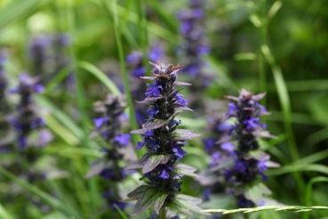 Genfer Günsel 2g  (Ajuga genevensis)