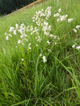 Gewöhnliches Leimkraut 2g  (Silene vulgaris)