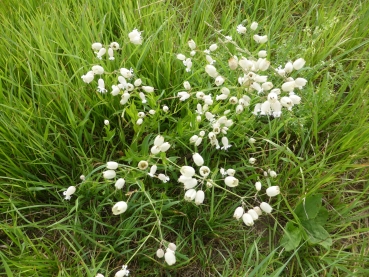 Gewöhnliches Leimkraut 2g  (Silene vulgaris)