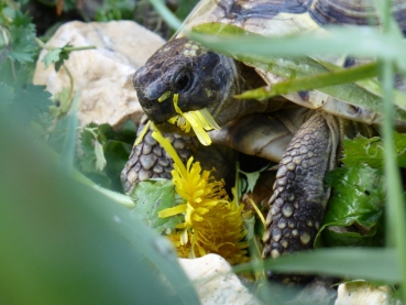 Löwenzahn SPERLI's Lyonell - Taraxacum officinale