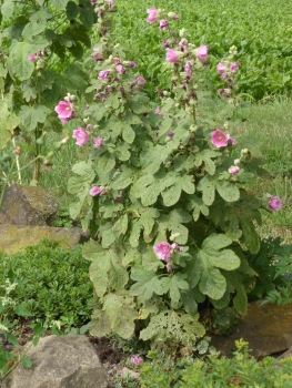 Wilde Malve 2g  (Malva sylvestris)