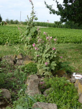 Wilde Malve 2g  (Malva sylvestris)