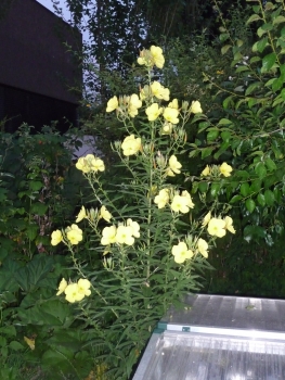 Gemeine Nachtkerze 2g  (Oenothera biennis)