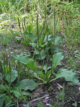 Breitwegerich 2g  (Plantago major s. str.)