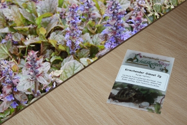 Kriechender Günsel 2g  (Ajuga reptans)