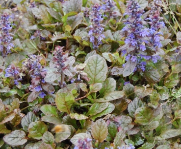 Kriechender Günsel 2g  (Ajuga reptans)