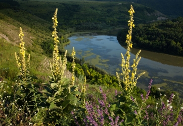 Großblütige Königskerze 2g  (Verbascum densiflorum)