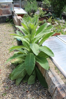 Großblütige Königskerze 2g  (Verbascum densiflorum)