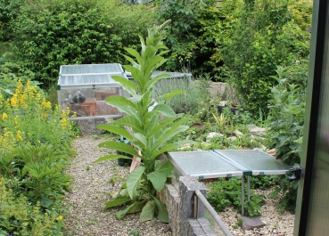 Großblütige Königskerze 2g  (Verbascum densiflorum)