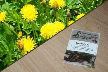 Löwenzahn 2g  (Taraxacum officinale)