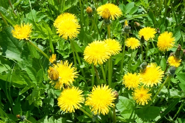 Löwenzahn 2g  (Taraxacum officinale)