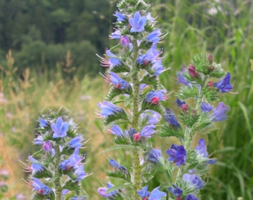 Blauer Natternkopf 5g  (Echium vulgare)