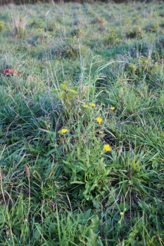 Rauer Löwenzahn 2g  (Leontodon hispidus)