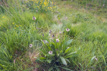 Spitzwegerich 2g  (Plantago lanceolata)