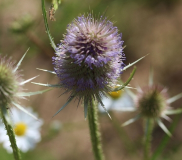 Wilde Karde 2g  (Dipsacus fullonum)