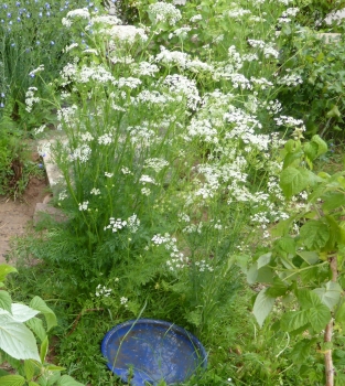 Wilde Möhre 2g  (Daucus carota ssp. carota)