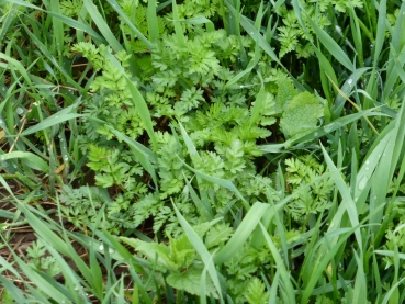 Wilde Möhre 2g  (Daucus carota ssp. carota)