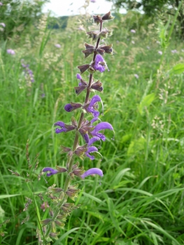 Wiesensalbei blau 2g  (Salvia pratensis)