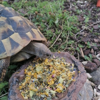 Terratugas Schildkrötentraum ® Futterpackung 150g Blüten & Wildkräuter