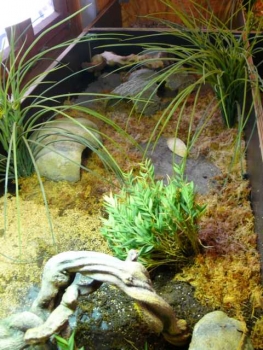 Lucky Reptile - Sphagnum Moss Ziegel 100g