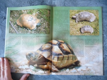 Marginata 1 - Breitrandschildkröten