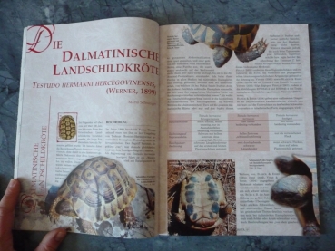 Marginata 10 - Dalmatinische Landschildkröte