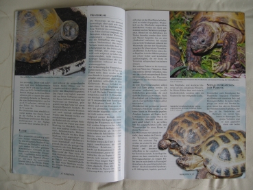 Marginata 6 - Vierzehenschildkröten