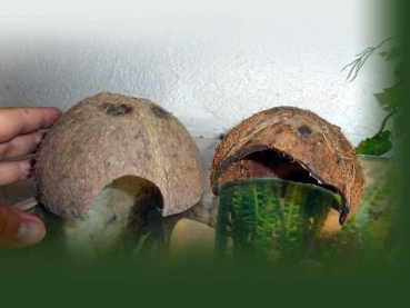 3 kleine Kokoshöhlen (Kokosnussschale) für Baby Schildkröten / kleine Tiere