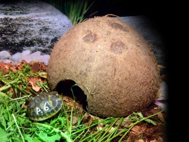 3 kleine Kokoshöhlen (Kokosnussschale) für Baby Schildkröten / kleine Tiere