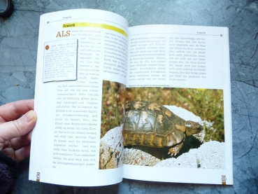 Die Breitrandschildkröte Testudo marginata NTV-Verlag