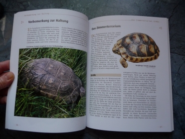 Die Breitrandschildkröte (Testudo marginata) Manfred Rogner