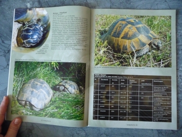 Marginata 18 - Maurische Landschildkröten (Testudo greca)