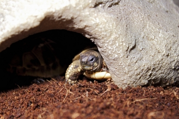 Kleine Baby Schildkrötenhöhle 17×7×10 cm Trixie