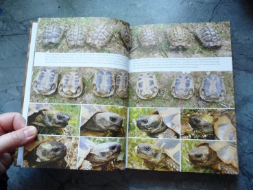 Europäische Schildkröten Wolfgang Wegehaupt