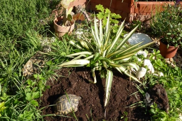 FLORAGARD Schildkröten- und Terrariensubstrat 20 Liter