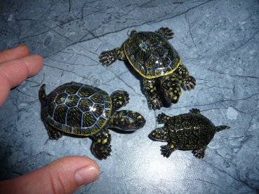 Europäische Sumpfschildkröten Familie drei Figuren