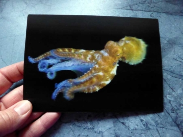 Day Octopus - Gruppe B - Kraken im Meer 3D Postkarte