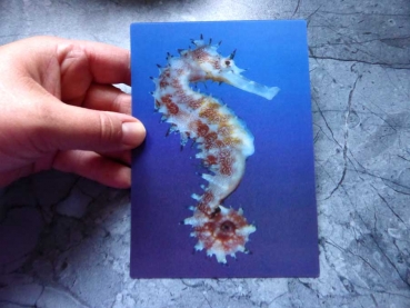 Thorny Seahorse - Gruppe B - Seepferdchen Postkarte 3D