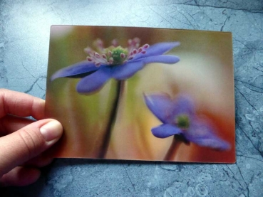 Liverwort - Gruppe B- Deutsche Anemone Postkarte 3D Effect