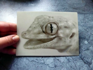 Joy - Gruppe B - Lachender Gecko in schwarz/weiss Postkarte 3D