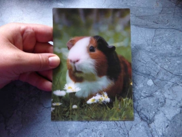 Guinea Pig - Gruppe B - Meerschweinchen Postkarte 3D
