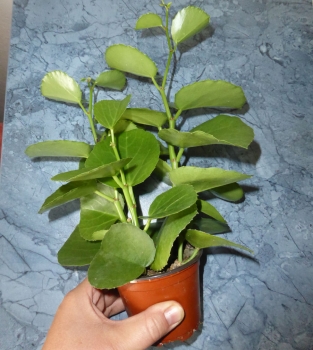 Futterpflanze Cissus aus Ostafrika im 9cm Topf (kleine Pflanze)