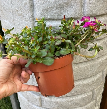 Portulakröschen im Topf Blüh- und Futterpflanze