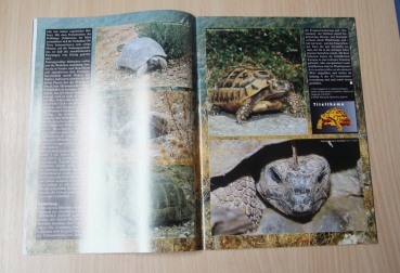 REPTILIA 17 – Europäische Landschildkröten