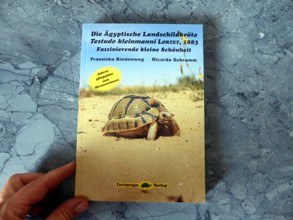 Die Ägyptische Landschildkröte Testudo kleinmanni LORTET